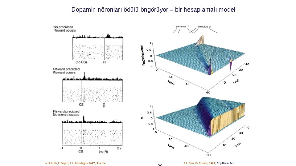 Dopamin nöronları ödülü öngörüyor – bir hesaplamalı model W. Schultz, P. Dayan, R. E.