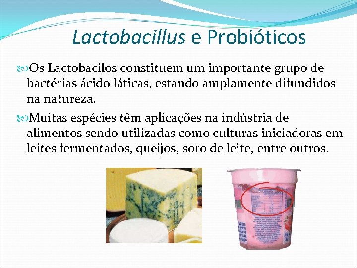 Lactobacillus e Probióticos Os Lactobacilos constituem um importante grupo de bactérias ácido láticas, estando
