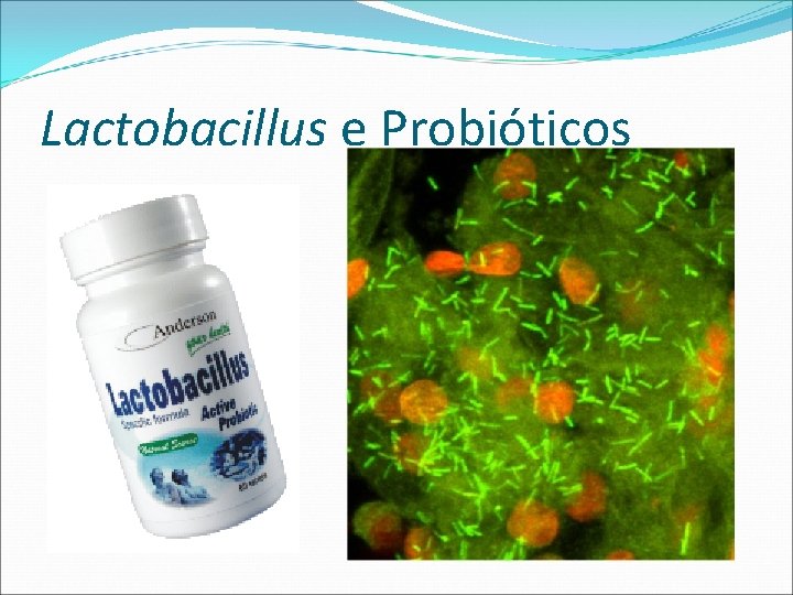 Lactobacillus e Probióticos 