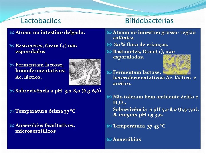 Lactobacilos Atuam no intestino delgado. Bastonetes, Gram (+) não esporulados Fermentam lactose, homofermentativos: Ac.