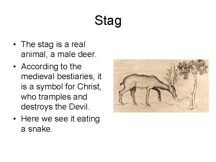 Stag • The stag is a real animal, a male deer. • According to