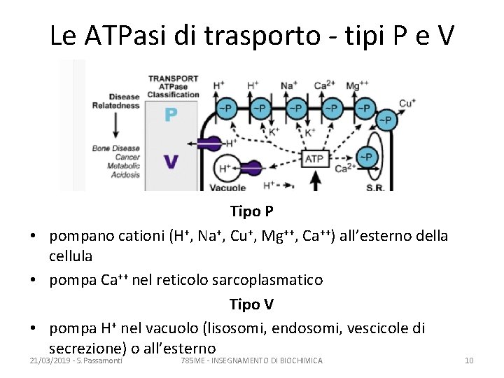 Le ATPasi di trasporto - tipi P e V Tipo P • pompano cationi
