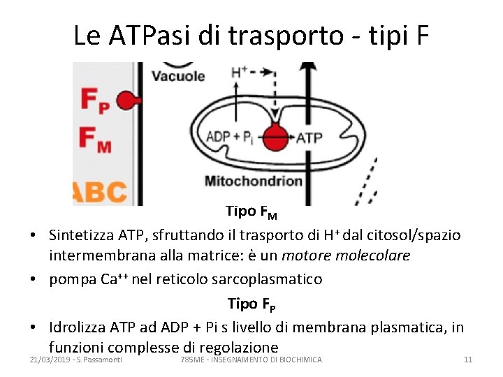Le ATPasi di trasporto - tipi F Tipo FM • Sintetizza ATP, sfruttando il