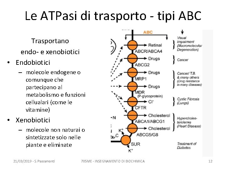 Le ATPasi di trasporto - tipi ABC Trasportano endo- e xenobiotici • Endobiotici –