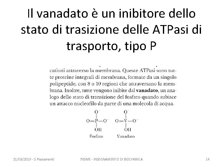 Il vanadato è un inibitore dello stato di trasizione delle ATPasi di trasporto, tipo