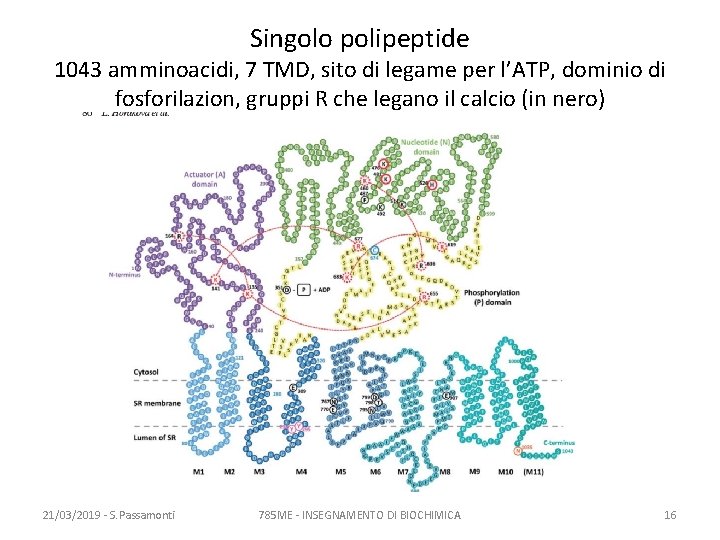 Singolo polipeptide 1043 amminoacidi, 7 TMD, sito di legame per l’ATP, dominio di fosforilazion,