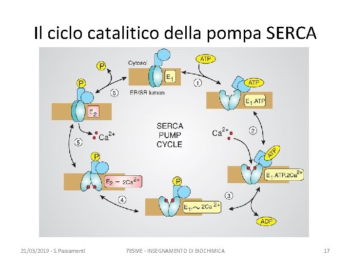 Il ciclo catalitico della pompa SERCA 21/03/2019 - S. Passamonti 785 ME - INSEGNAMENTO
