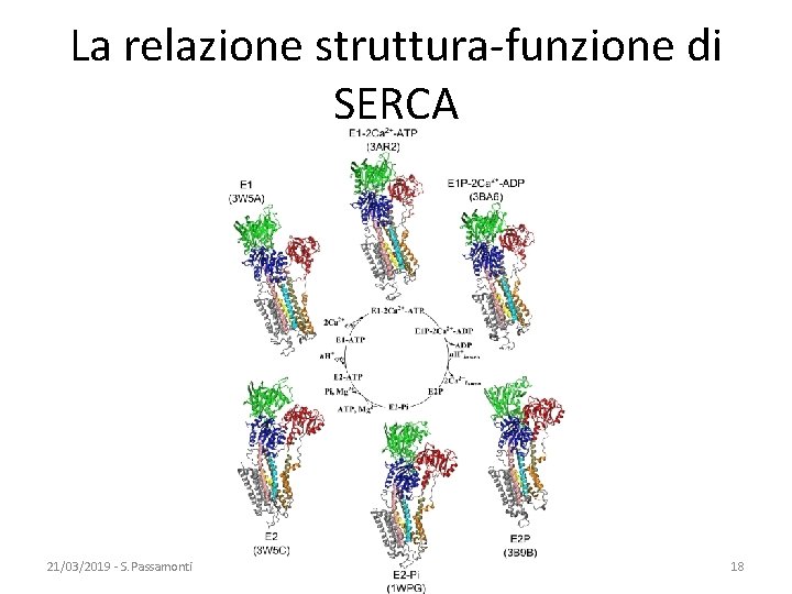 La relazione struttura-funzione di SERCA 21/03/2019 - S. Passamonti 785 ME - INSEGNAMENTO DI