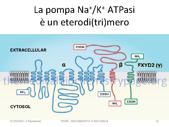 La pompa Na+/K+ ATPasi è un eterodi(tri)mero 21/03/2019 - S. Passamonti 785 ME -