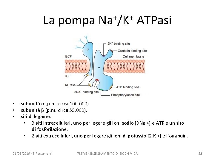 La pompa Na+/K+ ATPasi • • • subunità α (p. m. circa 100. 000)