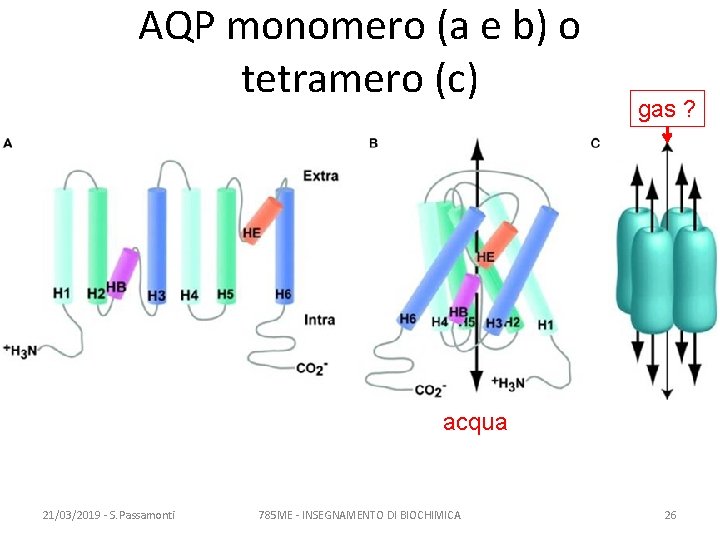 AQP monomero (a e b) o tetramero (c) gas ? acqua 21/03/2019 - S.