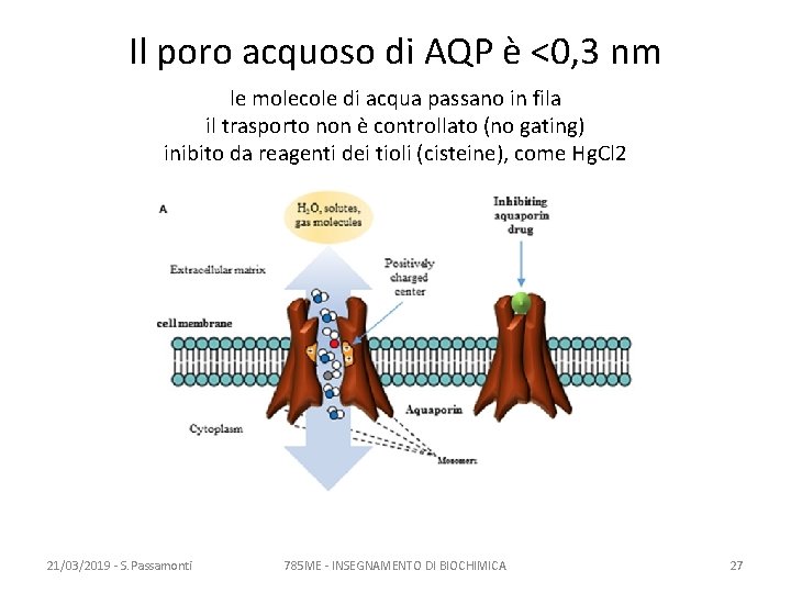 Il poro acquoso di AQP è <0, 3 nm le molecole di acqua passano