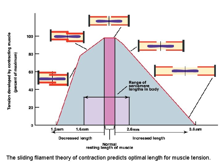 The sliding filament theory of contraction predicts optimal length for muscle tension. 