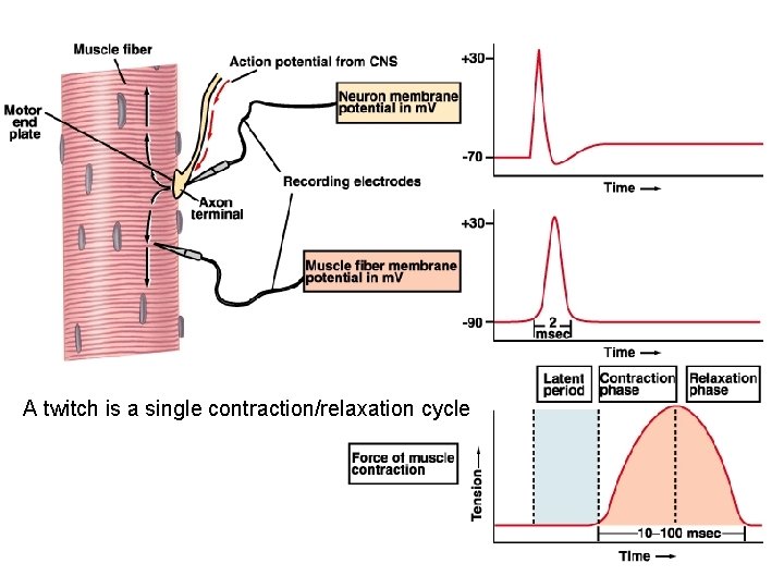 A twitch is a single contraction/relaxation cycle 