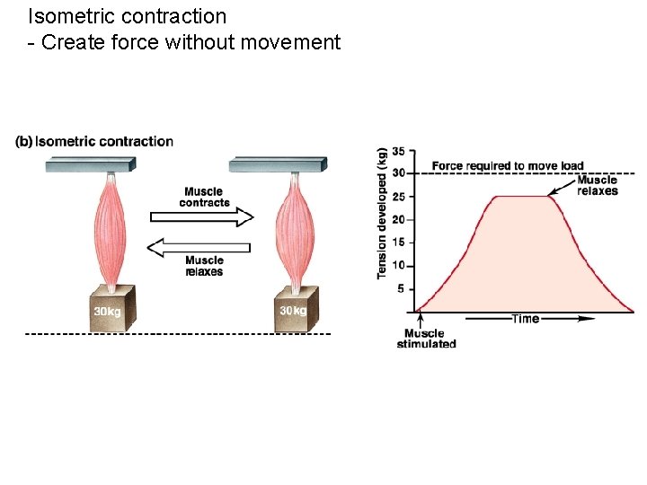 Isometric contraction - Create force without movement 