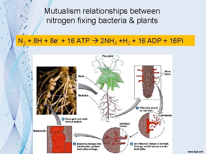 Mutualism relationships between nitrogen fixing bacteria & plants N 2 + 8 H +