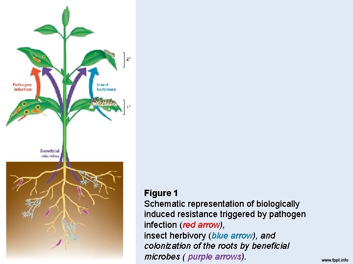 Figure 1 Schematic representation of biologically induced resistance triggered by pathogen infection (red arrow),