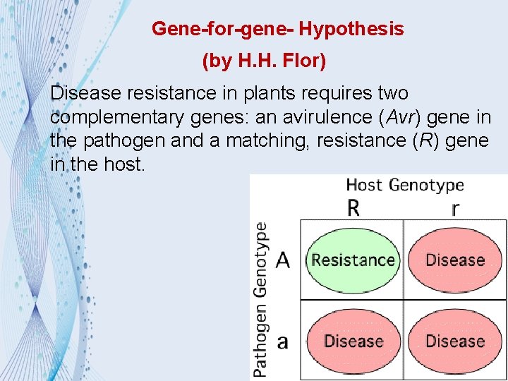 Gene-for-gene- Hypothesis (by H. H. Flor) Disease resistance in plants requires two complementary genes: