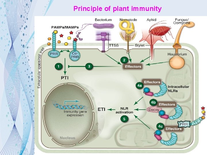 Principle of plant immunity 