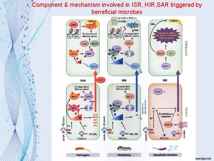 Component & mechanism involved in ISR, HIR, SAR triggered by beneficial microbes 