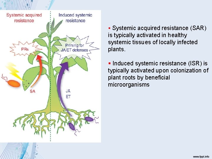 § Systemic acquired resistance (SAR) is typically activated in healthy systemic tissues of locally