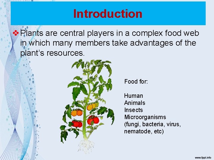 Introduction v Plants are central players in a complex food web in which many