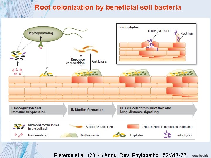 Root colonization by beneficial soil bacteria Pieterse et al. (2014) Annu. Rev. Phytopathol. 52: