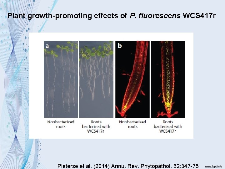 Plant growth-promoting effects of P. fluorescens WCS 417 r Pieterse et al. (2014) Annu.