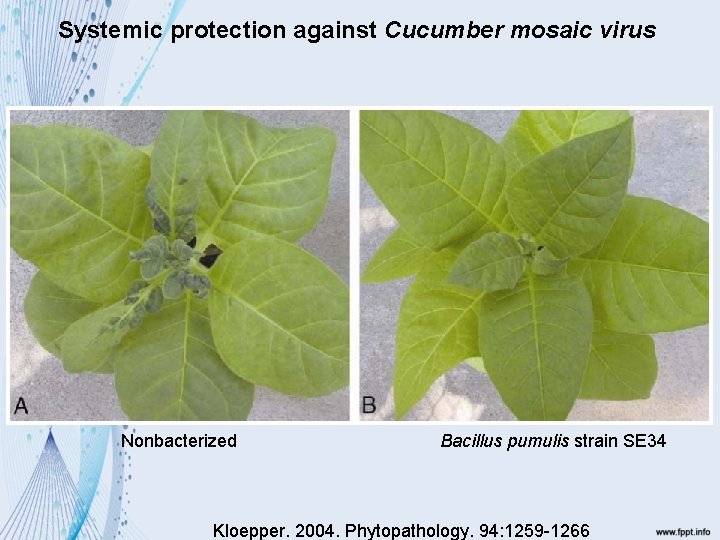 Systemic protection against Cucumber mosaic virus Nonbacterized Bacillus pumulis strain SE 34 Kloepper. 2004.