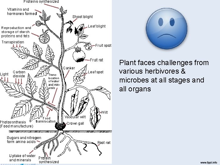 Plant faces challenges from various herbivores & microbes at all stages and all organs