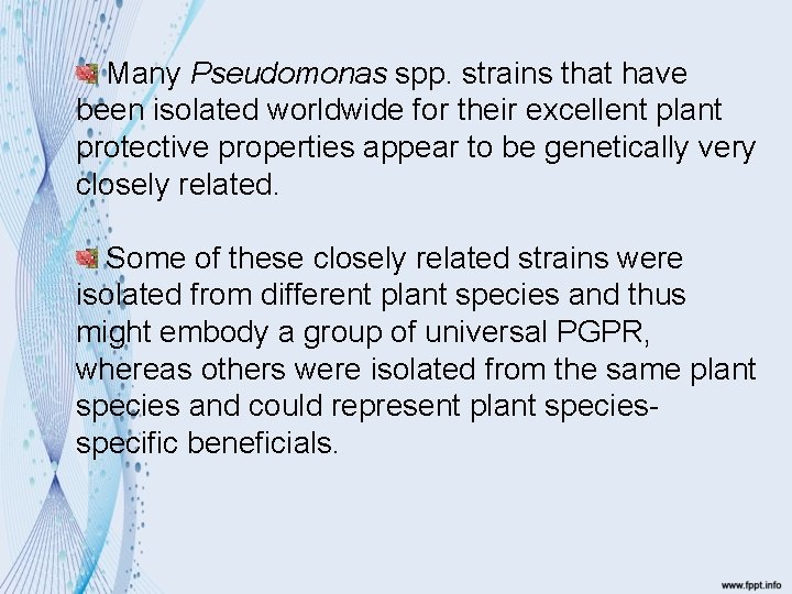Many Pseudomonas spp. strains that have been isolated worldwide for their excellent plant protective