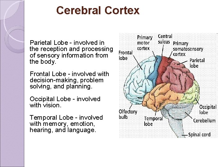Cerebral Cortex Parietal Lobe - involved in the reception and processing of sensory information