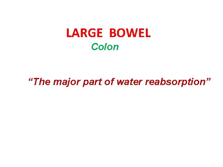 LARGE BOWEL Colon “The major part of water reabsorption” 