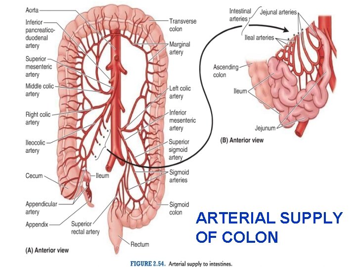 ARTERIAL SUPPLY OF COLON 