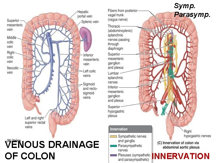 Symp. Parasymp. VENOUS DRAINAGE OF COLON INNERVATION 