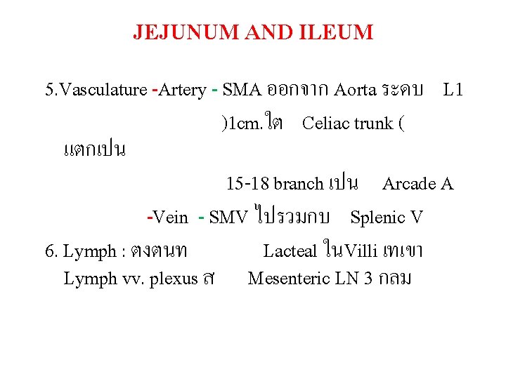 JEJUNUM AND ILEUM 5. Vasculature -Artery - SMA ออกจาก Aorta ระดบ L 1 )1