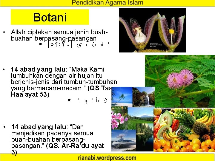 Botani • Allah ciptakan semua jenih buahan berpasang-pasangan ● [٥٣: ٢٠] ﺍ ﺍﺍ ﻥ