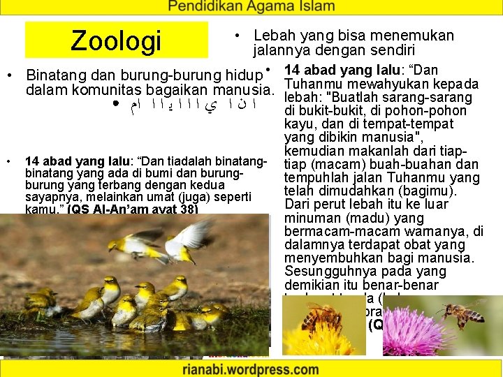 Zoologi • Lebah yang bisa menemukan jalannya dengan sendiri • Binatang dan burung-burung hidup