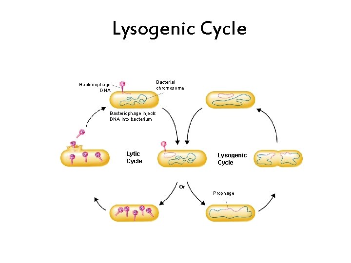 Lysogenic Cycle Bacterial chromosome Bacteriophage DNA Bacteriophage injects DNA into bacterium Lytic Cycle Lysogenic