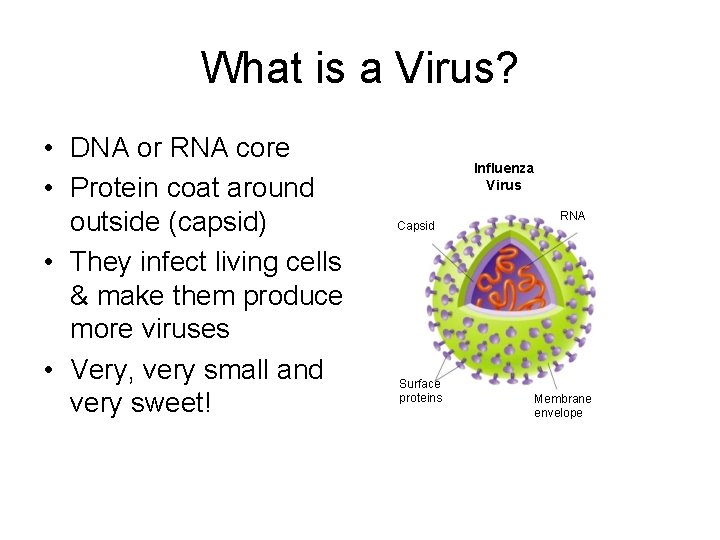 What is a Virus? • DNA or RNA core • Protein coat around outside