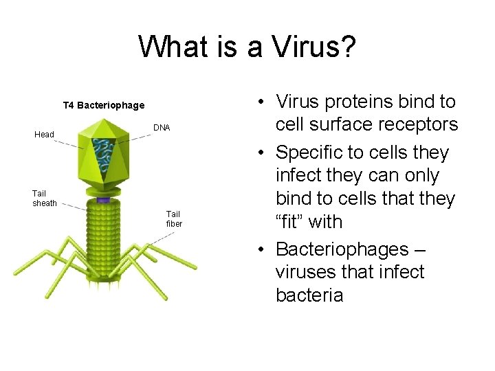 What is a Virus? T 4 Bacteriophage Head DNA Tail sheath Tail fiber •