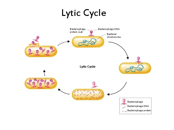 Lytic Cycle Bacteriophage protein coat Bacteriophage DNA Bacterial chromosome Lytic Cycle Bacteriophage DNA Bacteriophage