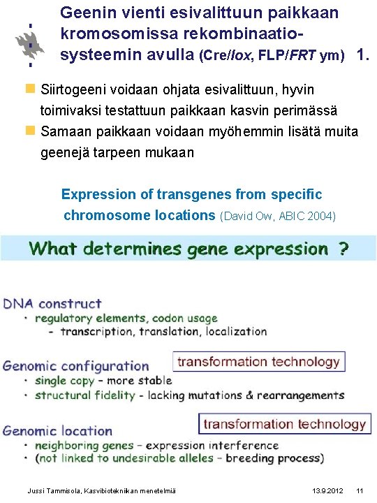 Geenin vienti esivalittuun paikkaan kromosomissa rekombinaatiosysteemin avulla (Cre/Iox, FLP/FRT ym) 1. n Siirtogeeni voidaan