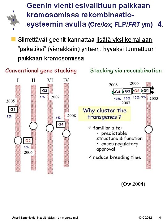 Geenin vienti esivalittuun paikkaan kromosomissa rekombinaatiosysteemin avulla (Cre/Iox, FLP/FRT ym) 4. n Siirrettävät geenit