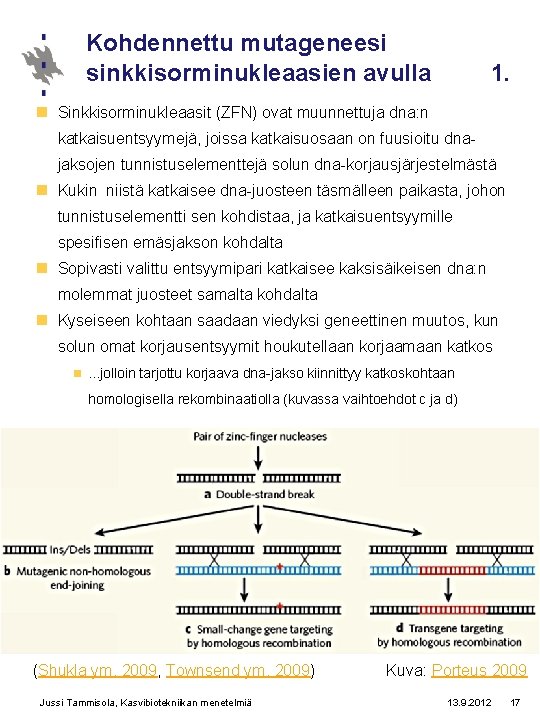 Kohdennettu mutageneesi sinkkisorminukleaasien avulla 1. n Sinkkisorminukleaasit (ZFN) ovat muunnettuja dna: n katkaisuentsyymejä, joissa