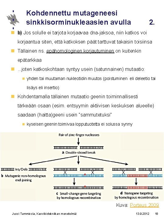 Kohdennettu mutageneesi sinkkisorminukleaasien avulla 2. n b) Jos solulle ei tarjota korjaavaa dna-jaksoa, niin