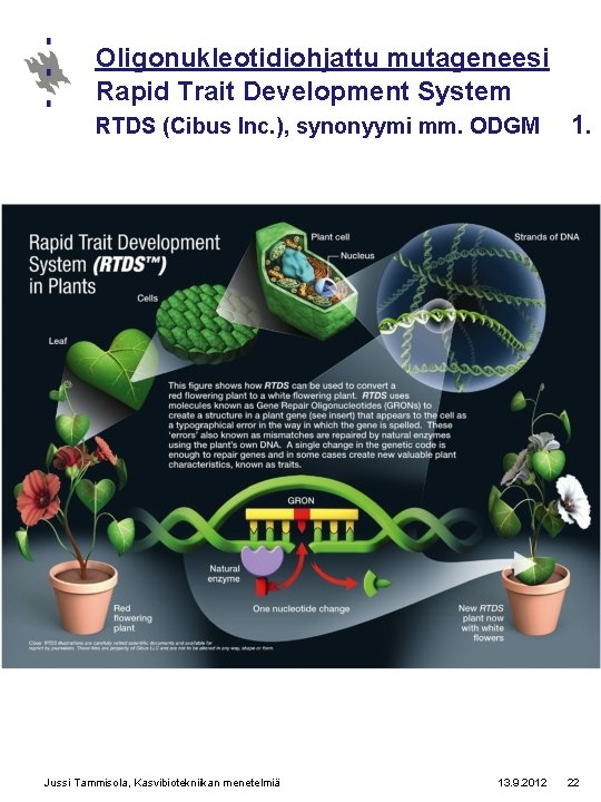 Oligonukleotidiohjattu mutageneesi Rapid Trait Development System RTDS (Cibus Inc. ), synonyymi mm. ODGM Jussi
