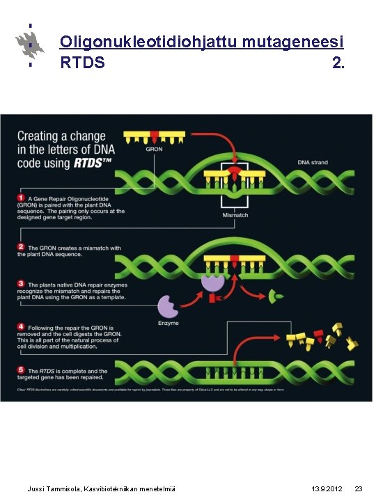 Oligonukleotidiohjattu mutageneesi RTDS 2. Jussi Tammisola, Kasvibiotekniikan menetelmiä 13. 9. 2012 23 