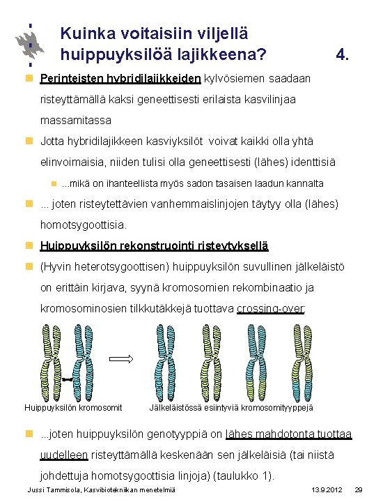 Kuinka voitaisiin viljellä huippuyksilöä lajikkeena? 4. n Perinteisten hybridilajikkeiden kylvösiemen saadaan risteyttämällä kaksi geneettisesti