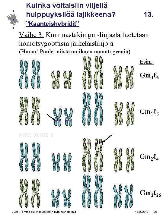 Kuinka voitaisiin viljellä huippuyksilöä lajikkeena? 13. ”Käänteishybridit” Vaihe 3. Kummastakin gm-linjasta tuotetaan homotsygoottisia jälkeläislinjoja